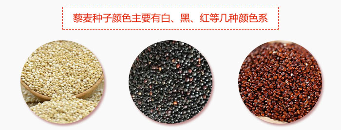 藜麥種子顏色主要有白、黑、紅等幾種顏色系，營養(yǎng)成分相差不大，其中白色口感好，黑、紅色口感相對差些，籽粒也較小。