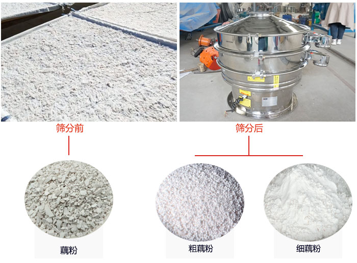 蓮藕淀粉曬干，采用304不銹鋼材質(zhì)藕粉振動(dòng)篩篩分后前后對(duì)比效果圖展示。