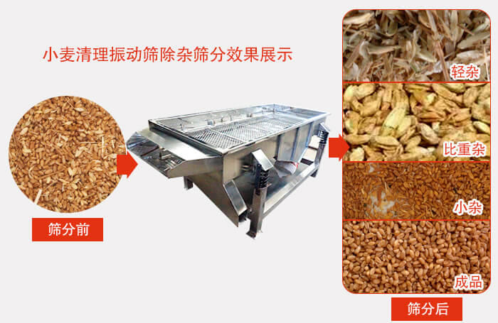 小麥清理振動篩小麥篩分效果展示圖可同時篩分出輕雜，比重雜，小雜，成品等四個等級。
